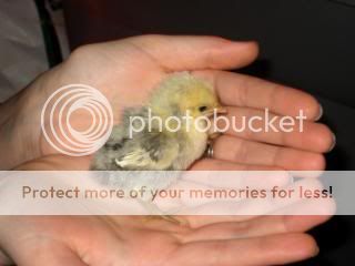 IMG_3823.jpg