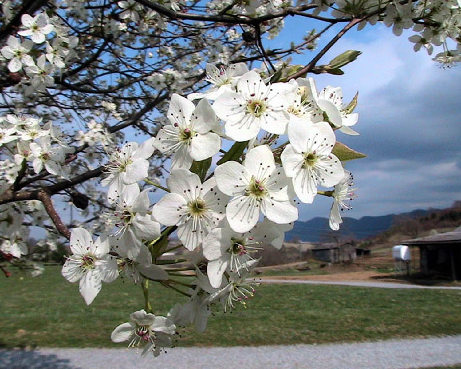 Bradford_pear_tree_blossoms.jpg