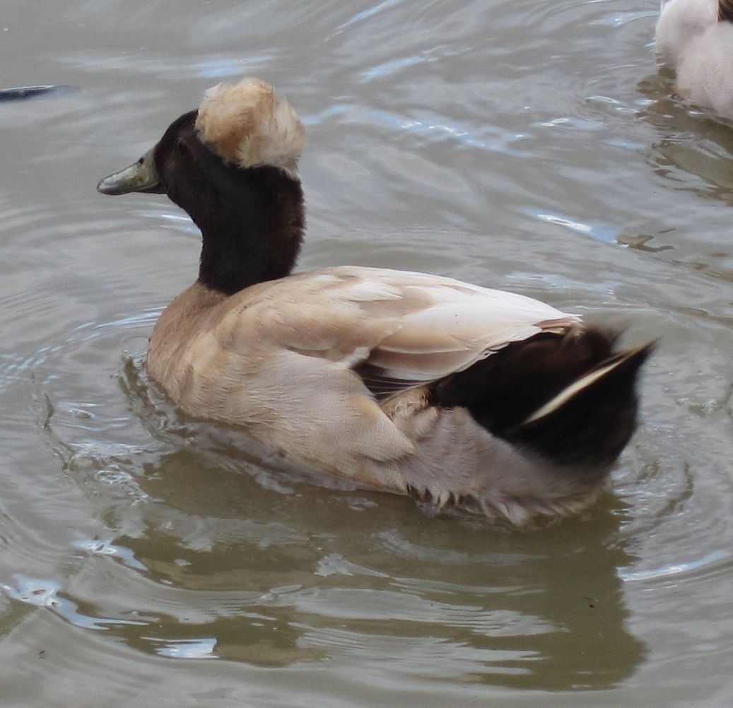 crestedetc-009-cropped.jpg