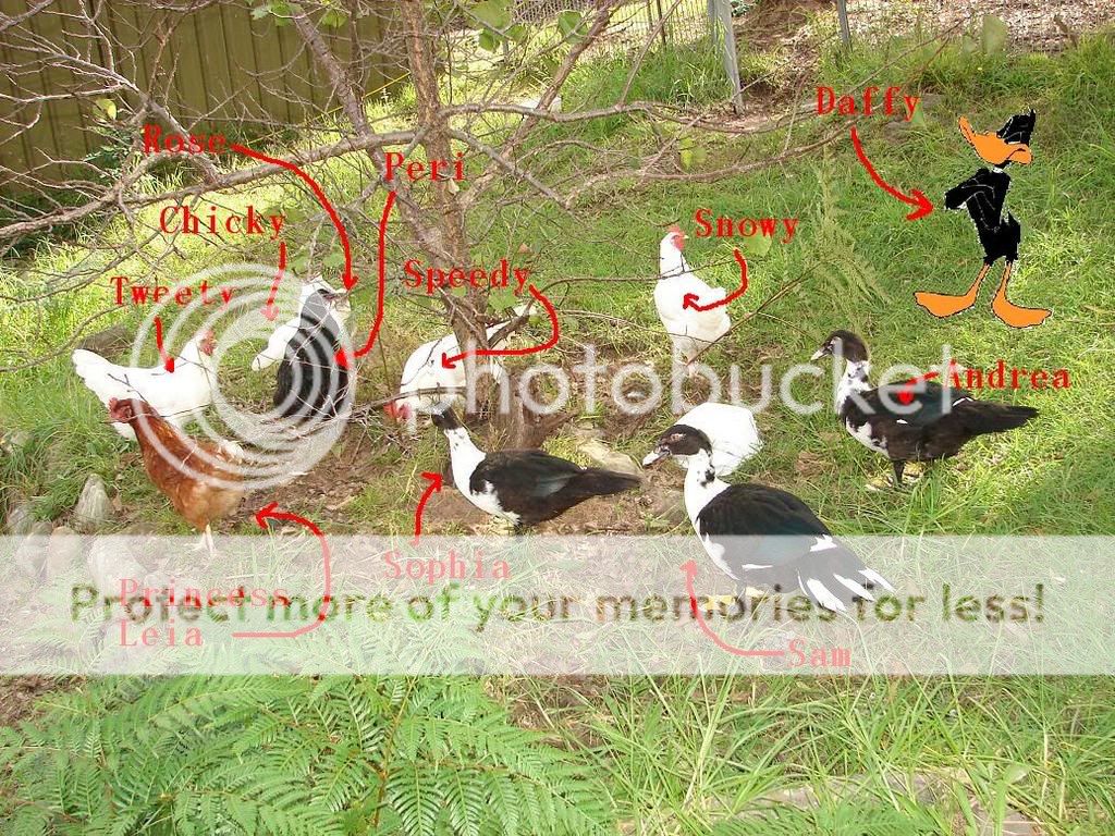 ChooksnDucks2.jpg