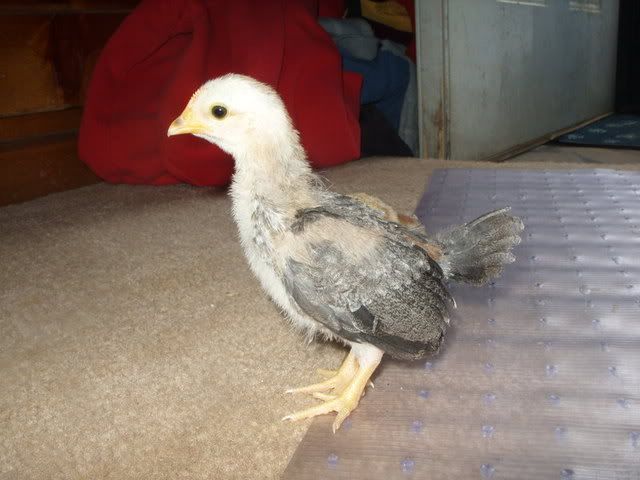 chick-08.jpg