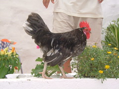 3648022004_47d38e2f96_m.jpg