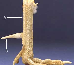 poultry-help-20170927-99900739.jpg