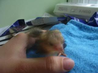 Chicks2-1-08055.jpg