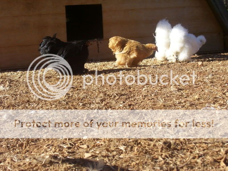 chickens12-14-07006.jpg