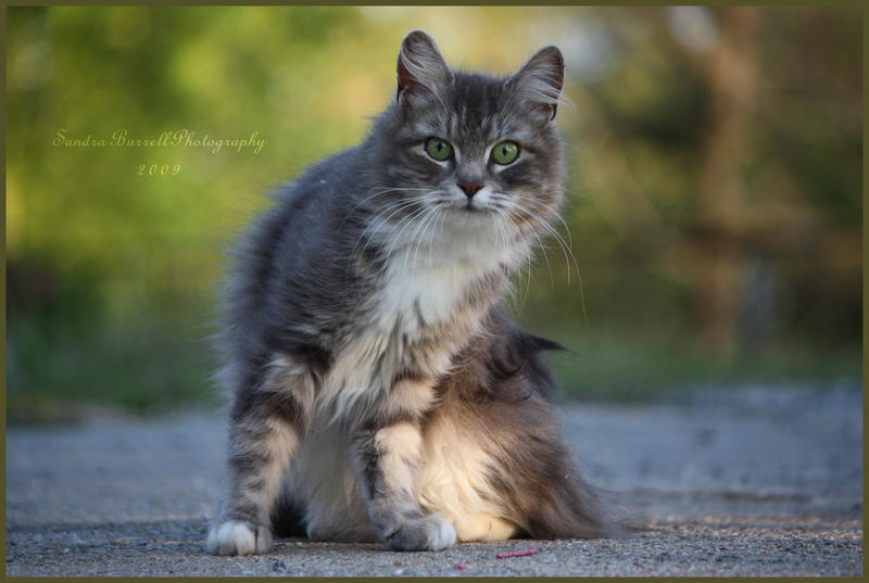 Curiosity____by_xxmoonlitxx.jpg