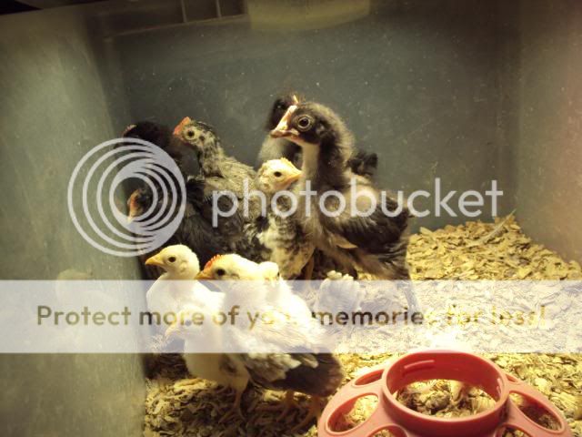 DSC01447.jpg