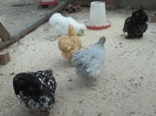 EasterBDChicks139.jpg