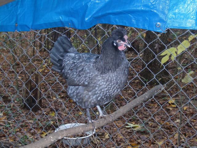 OtherbluemixedPolishhen2.jpg
