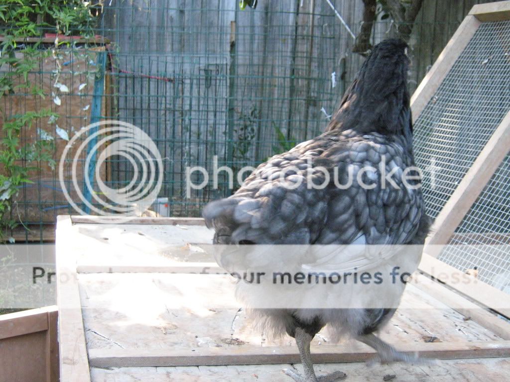 NewChickensAugust8th2010044.jpg
