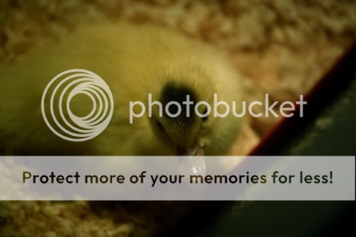 duckie3.jpg