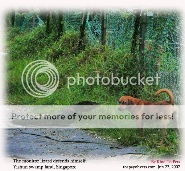 20070613Monitor_Lizard_Swampland_Si.jpg