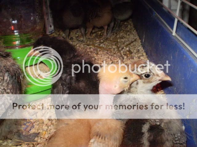 Sleepingonfeeder.jpg