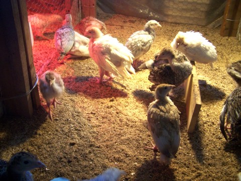 100_1350_turkey.jpg
