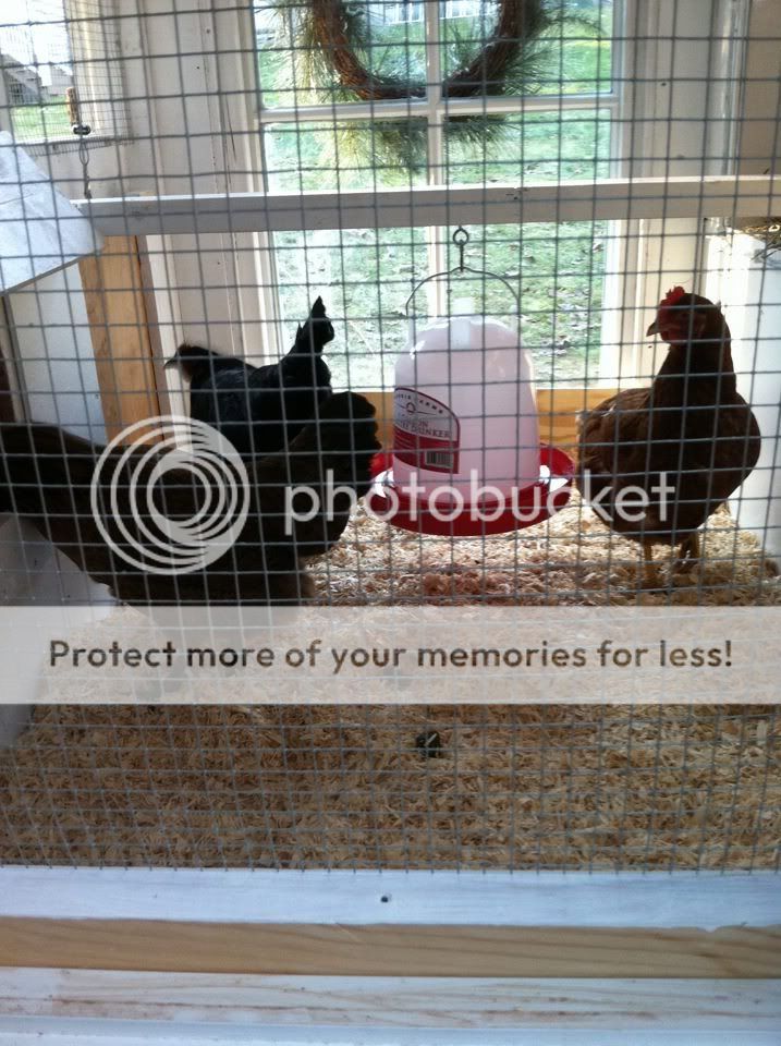 chickens.jpg