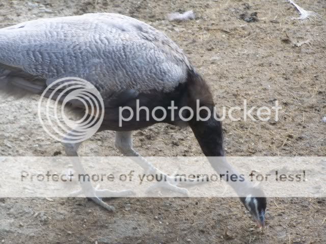 peafowl121.jpg