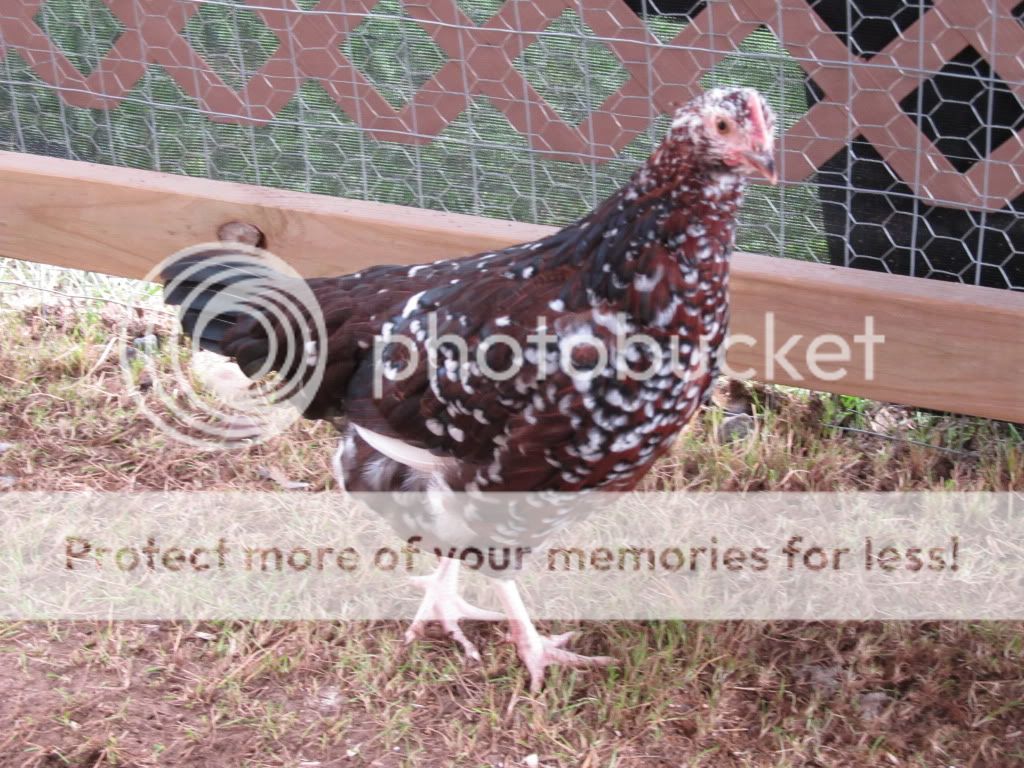 JulyChicken041.jpg