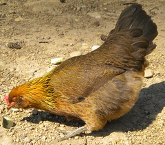 3871814737_fd0a70cae9_m.jpg