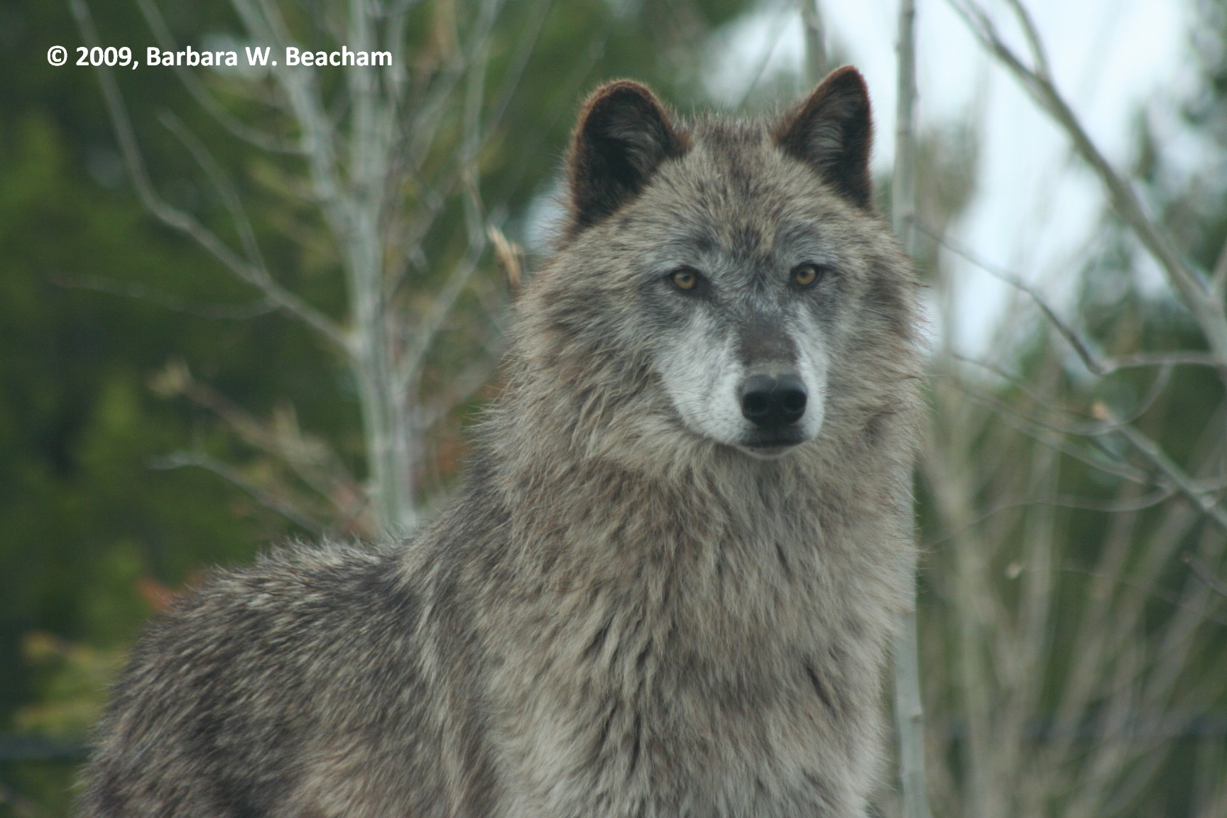 a-rescued-silver-wolf.jpg