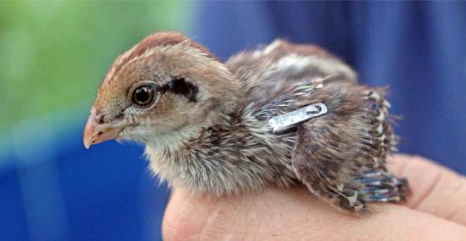 Game-Bird-Slide8.jpg