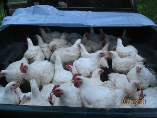 meatbirds004.jpg