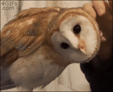 7074.gif