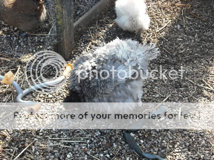 Fuzz.jpg