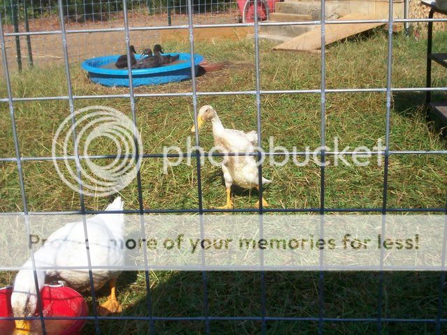 muddyducks014.jpg