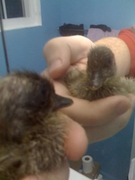 duck.jpg