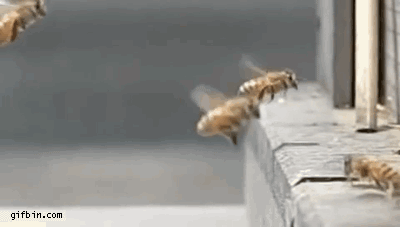 120x120px-LS-de8b381a_1367253548_slomo_bee_crash.gif