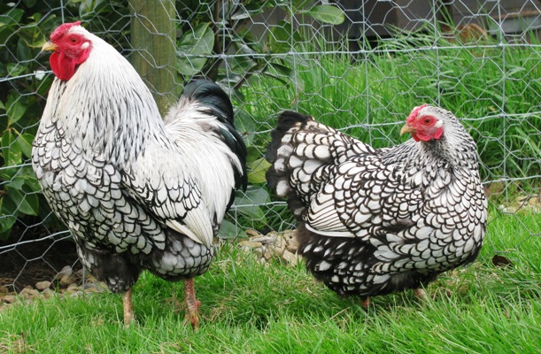 Silver_Laced_Wyandotte_Bantams.jpg