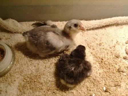 newchick2.jpg