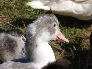 Ducks020.jpg
