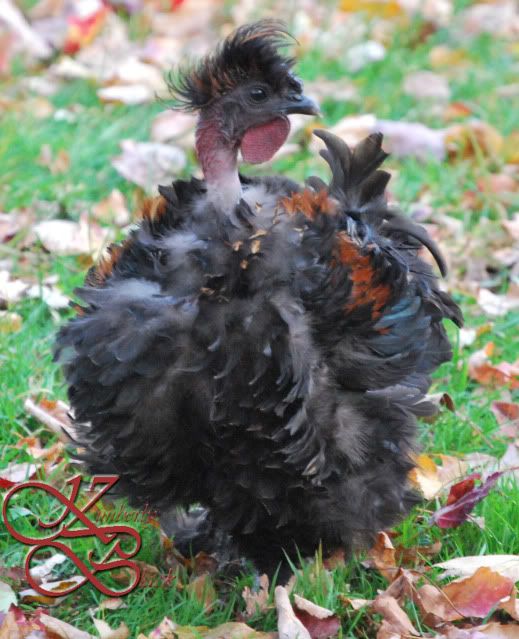 nnfrizzle.jpg