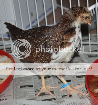 pip4weekprofile.jpg