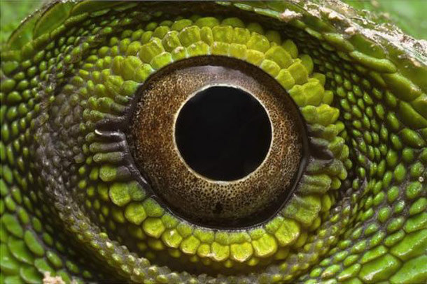eyes-of-reptiles-12.jpg