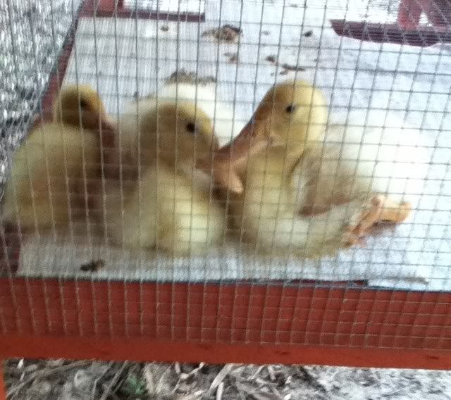 ducks.jpg