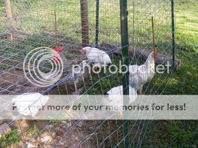 Coop-fence007.jpg
