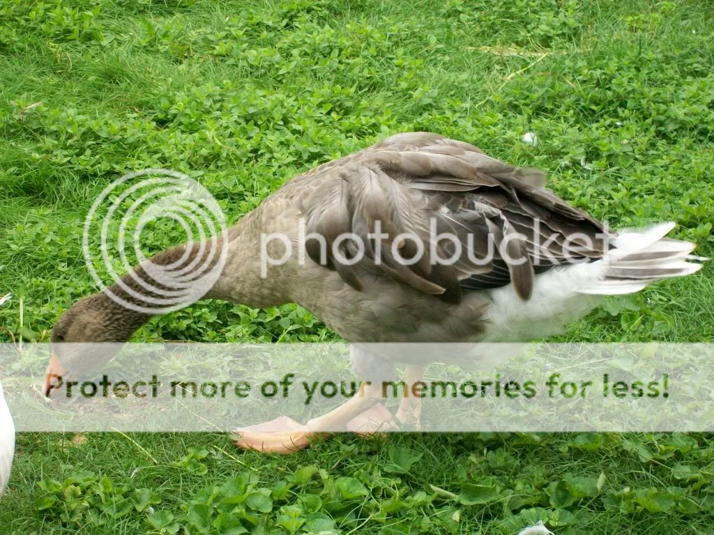 goslings770-1.jpg