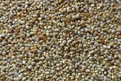 pearl-millet-2fbajra-2fkambu-250x250.jpg