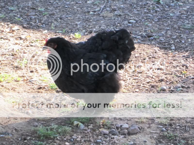 cochins021.jpg
