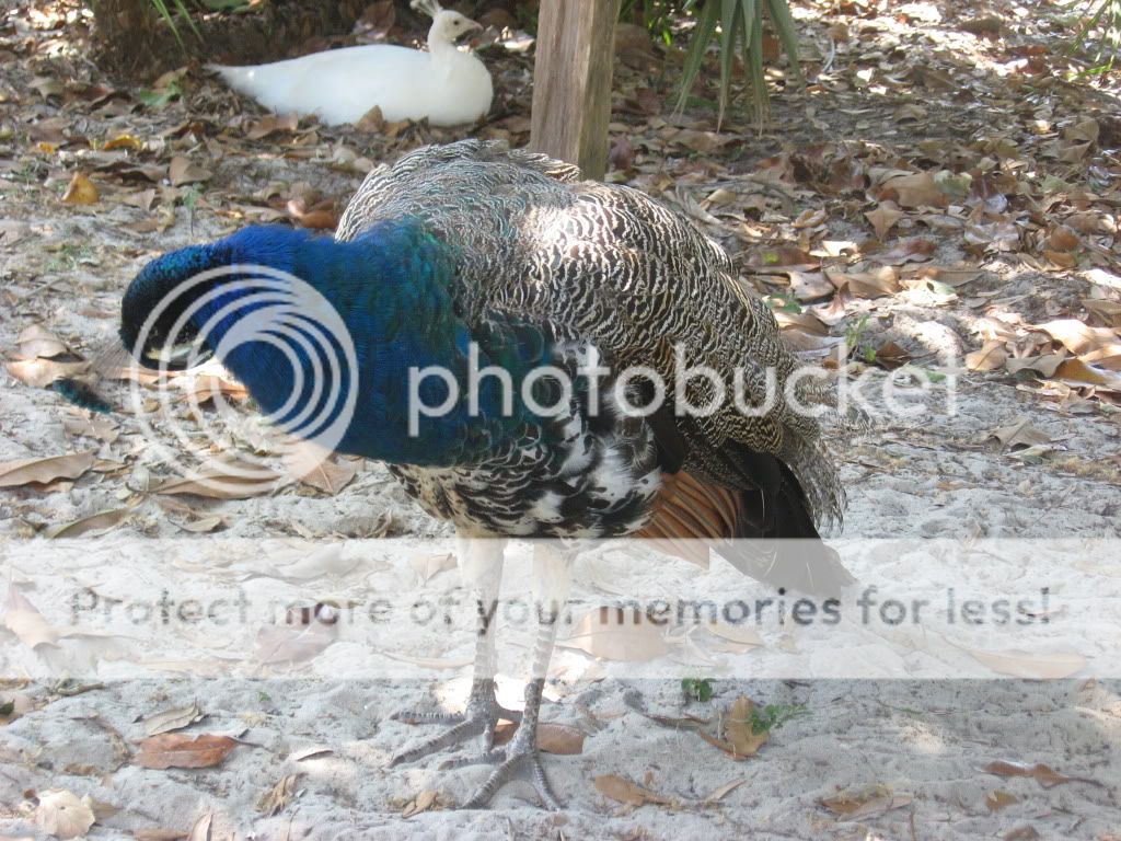 IMG_5459.jpg