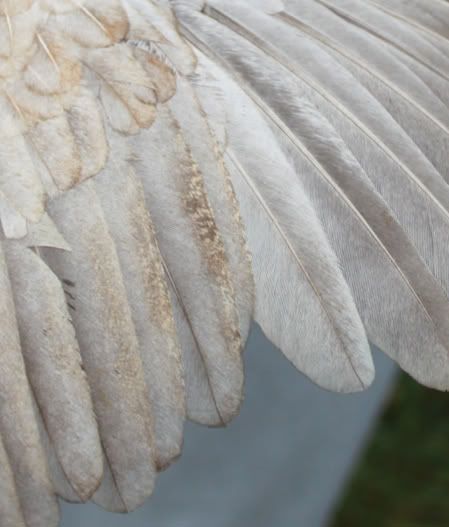 BCwingCloseup.jpg