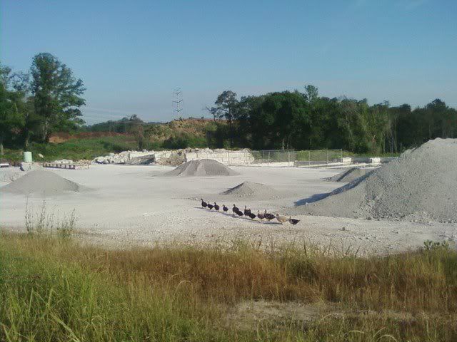d06.jpg