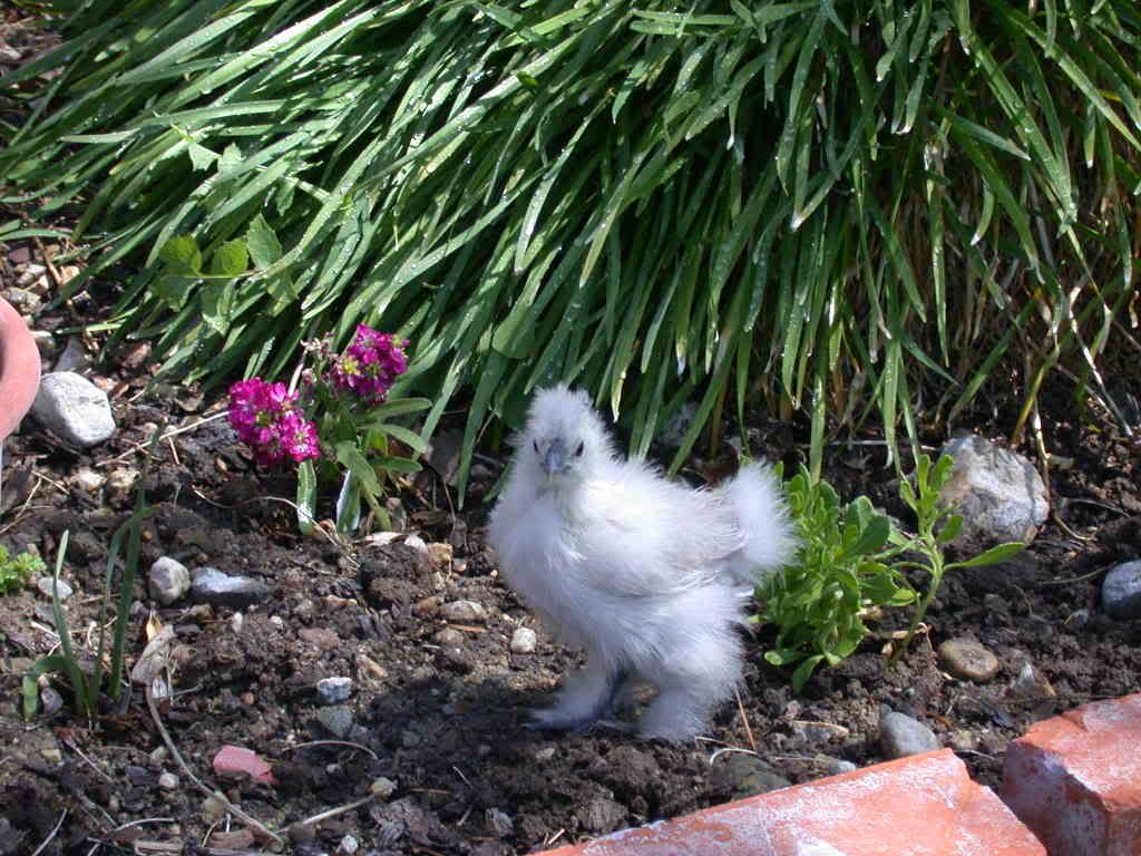 BEAUTIFUL4wkbabyingarden.jpg