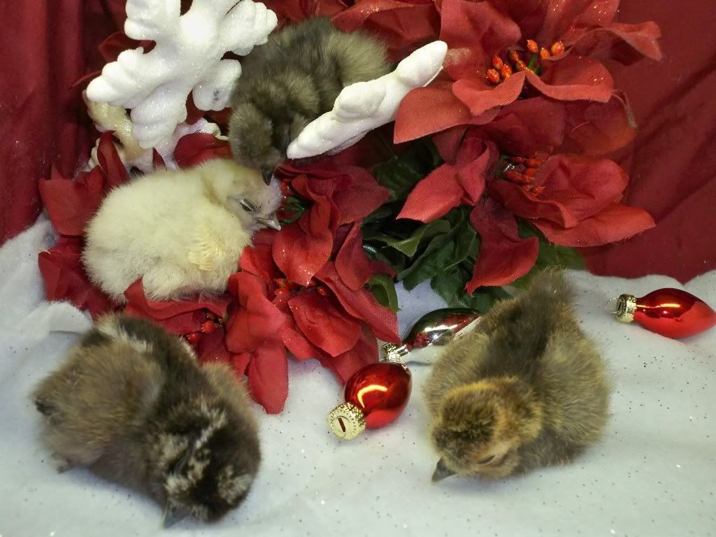 12-09-2011ChristmasPics029.jpg