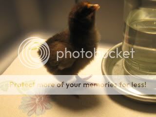 IMG_1423.jpg