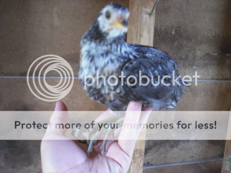 Chickens002.jpg
