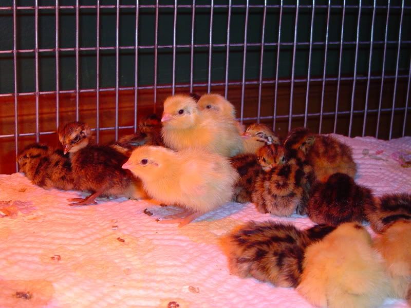 Quailchicks09009.jpg