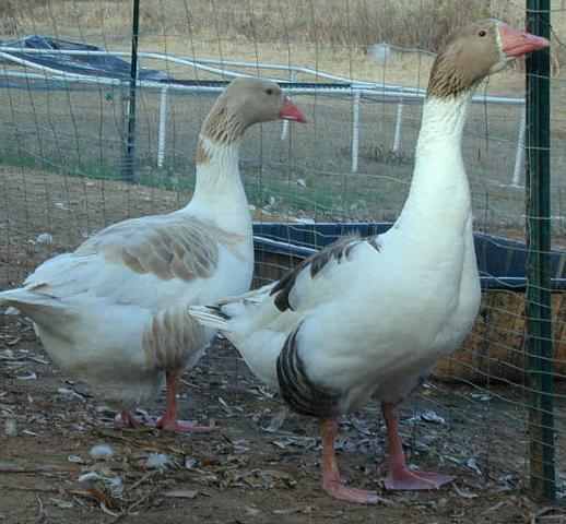 265x265px-LS-eb0bf8e1_geese-pomeranian-60814-423808.jpeg